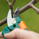 St. Croix Tree and Shrub Pruning