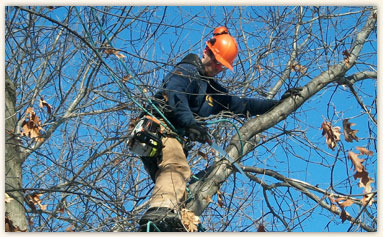 St. Croix Tree Removal